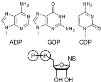 General structure of nucleoside phosphates